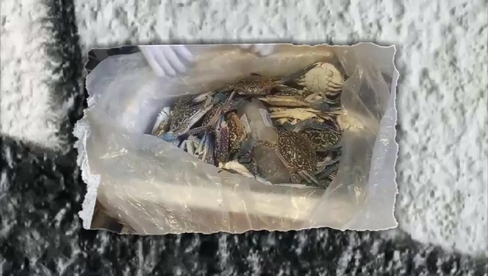 Ekspor Komoditas Laut Berau Terus Melambung: Kuala Lumpur dan Singapura Jadi Pasar Utama