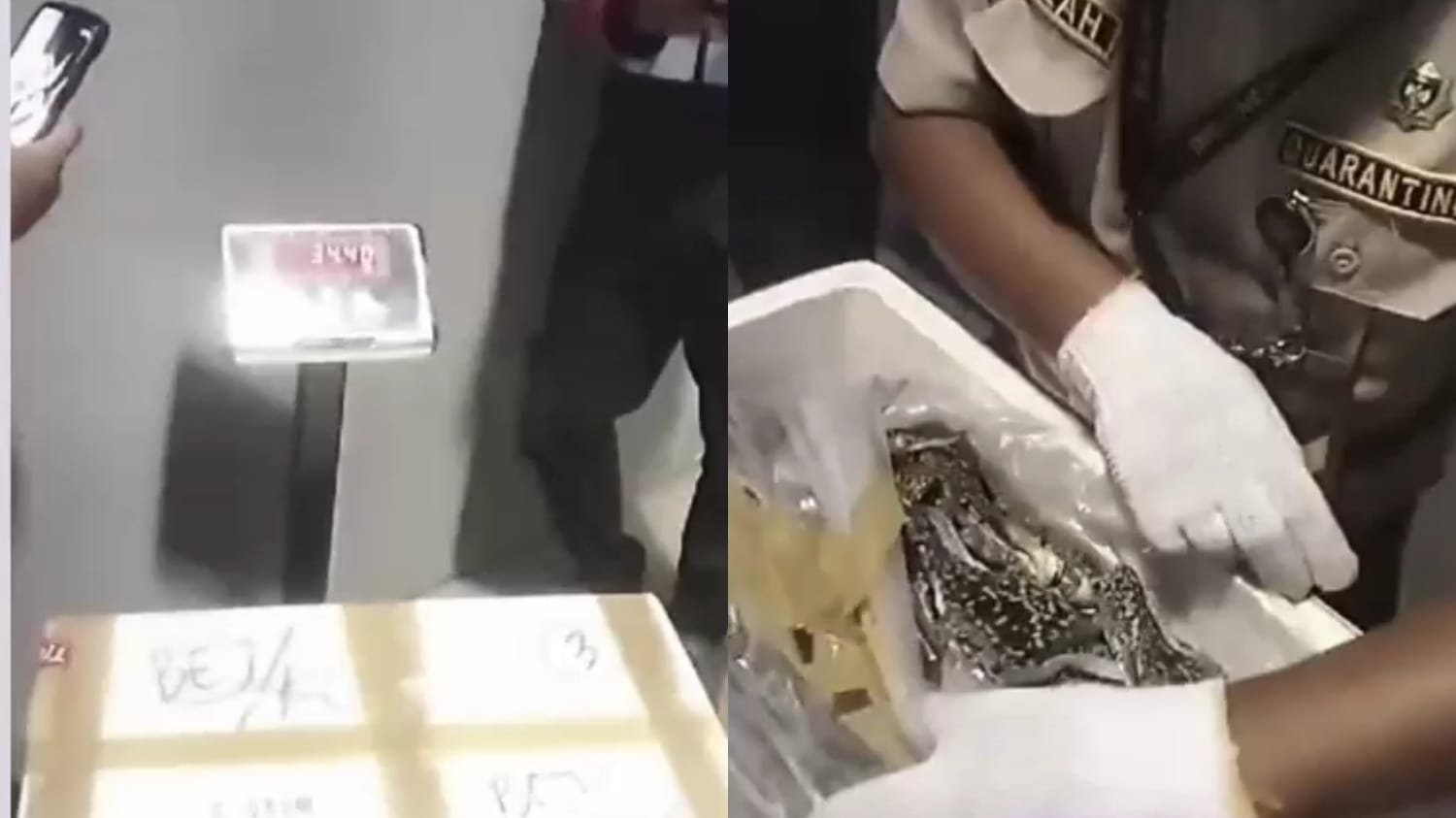 Bandara Kalimarau Pacu Ekspor Hasil Laut Berau, Volume Pengiriman Tembus Ton