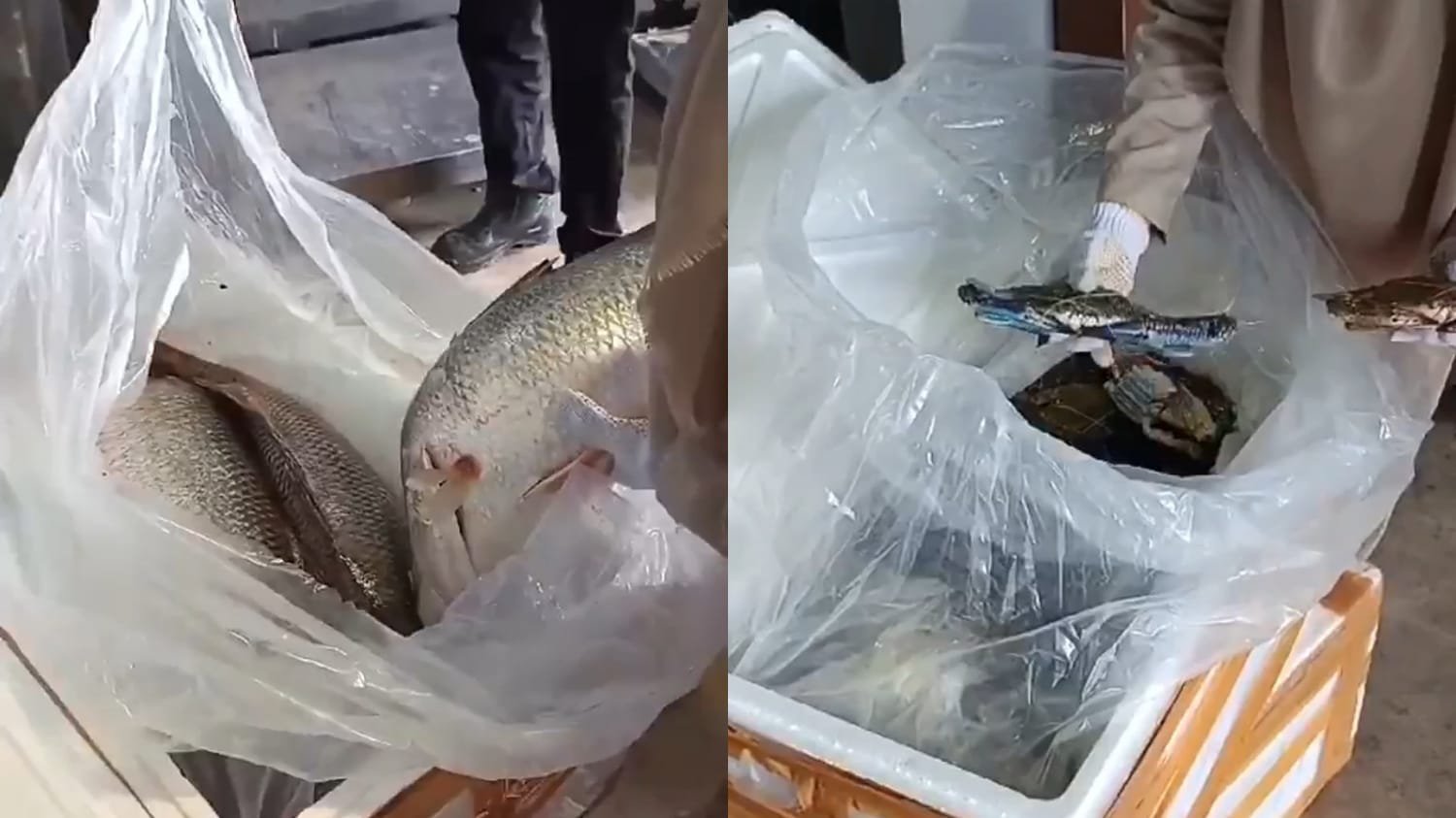 Bandara Kalimarau Pacu Ekspor Komoditas Laut Berau, Capai Pengiriman ke-49