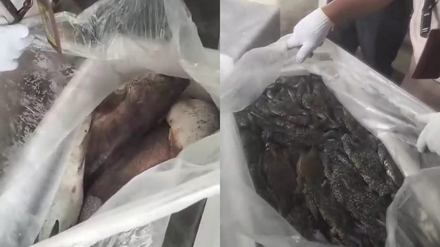 Bandara Kalimarau Jadi Lokomotif Ekspor Komoditas Laut