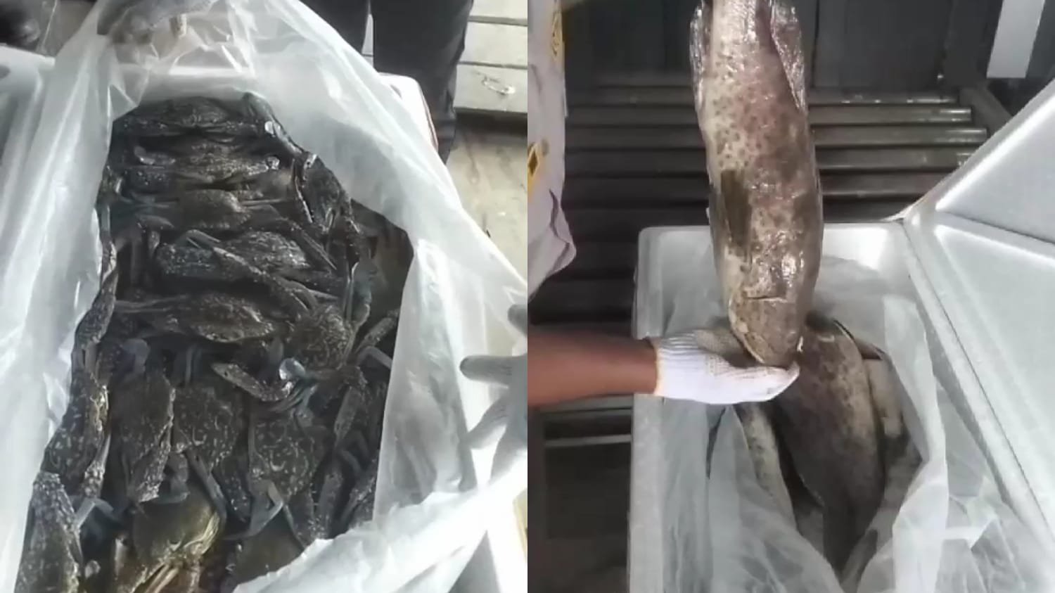 Ekspor Komoditas Laut Berau Catat Rekor Signifikan di Bandara Kalimarau