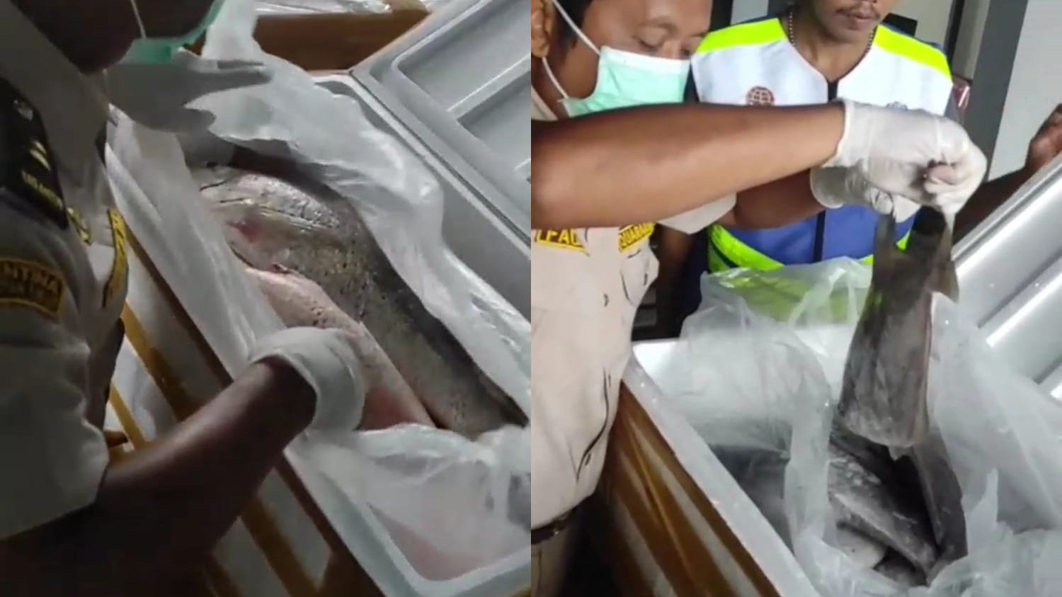 Ekspor Hasil Laut Berau, Bandara Kalimarau Dorong Pertumbuhan Ekonomi Daerah