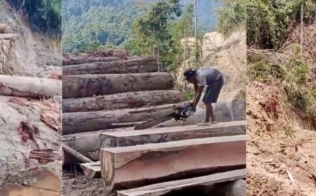 Polda dan Gubernur Lampung Sebut Lokasi Penebangan di Pesisir Barat diduga Lahan Pribadi