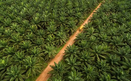 Kebun Sawit Kaltim Seluas 1,6 Juta Hektare, Pemprov Klaim Masih Sesuai RTRW