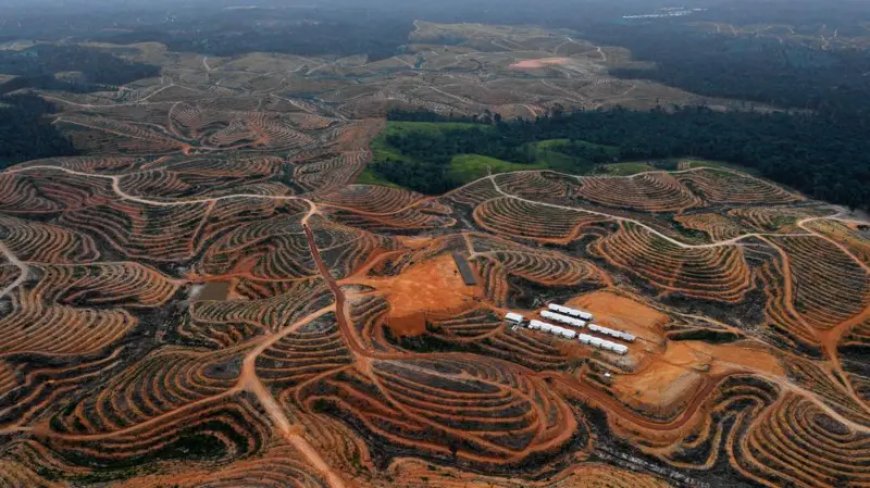 Gubernur Harum Luruskan Isu Deforestasi Hutan Kaltim