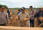 Panen Raya di Gunung Tabur, Jagung Jadi Andalan Swasembada Pangan Berau