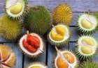 Udah Musim Durian? Ayo Kenali Ragam Varietas Unggulan Beserta Karakter Rasanya