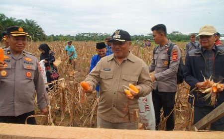Panen Raya di Gunung Tabur, Jagung Jadi Andalan Swasembada Pangan Berau