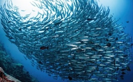 Fenomena Tornado Barakuda Maratua Perkuat Posisi Berau sebagai Destinasi Wisata Bahari Dunia