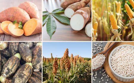 Sagu, Sorgum, dan Mocaf: Wajah Baru Pangan Lokal Indonesia