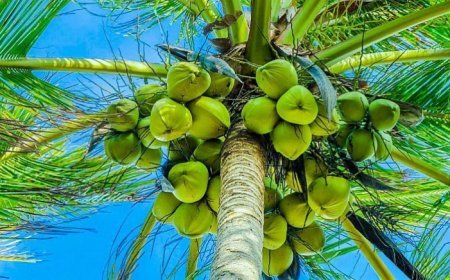 Berau Dapat Dukungan 400 Hektare Bibit Kakao dan Kelapa dari Kementan