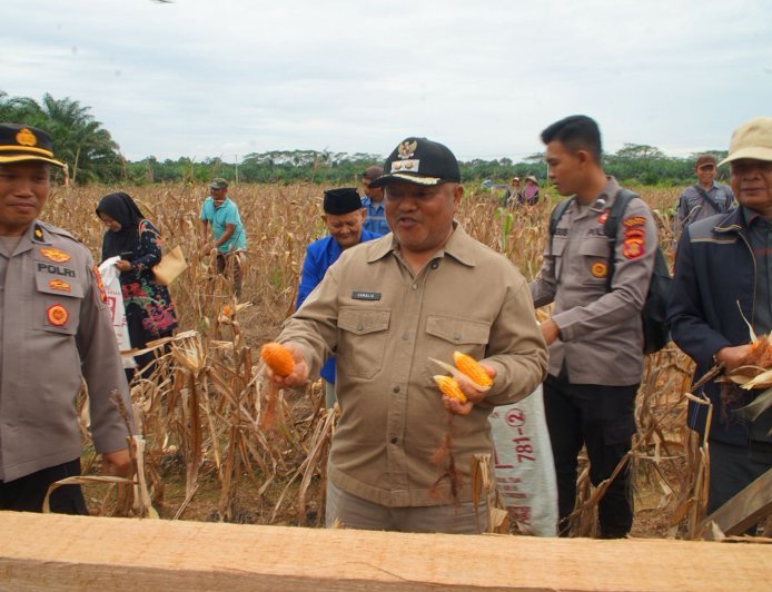 Panen Raya di Gunung Tabur, Jagung Jadi Andalan Swasembada Pangan Berau
