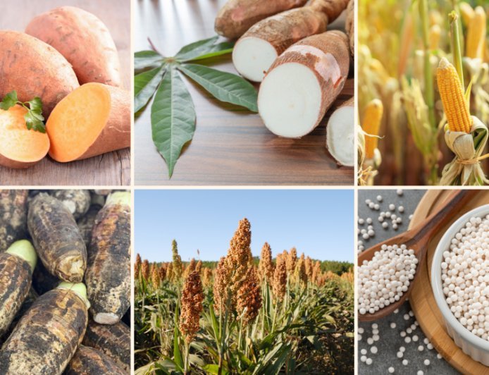 Sagu, Sorgum, dan Mocaf: Wajah Baru Pangan Lokal Indonesia