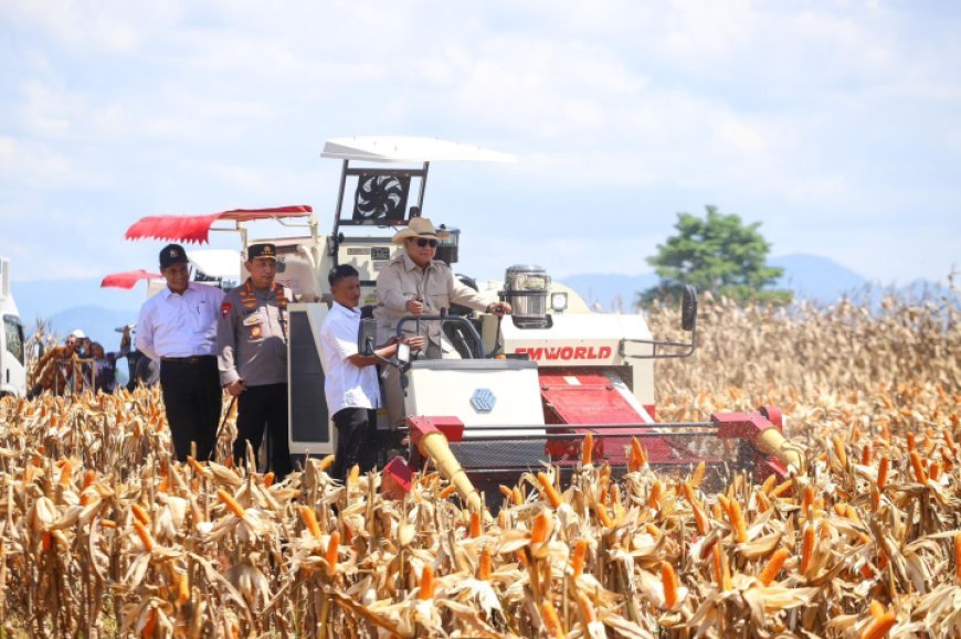 BPS: Produksi Jagung Nasional 2025 Naik 6,44 Persen, Tembus 16,11 Juta Ton