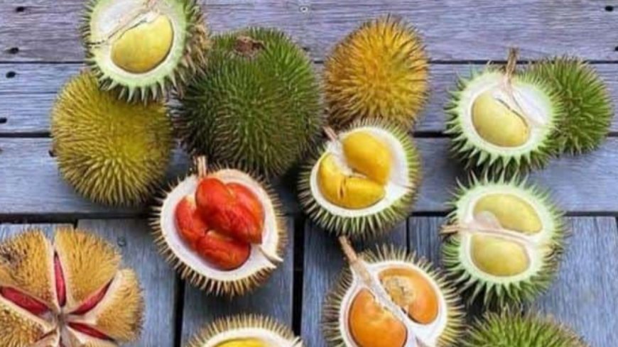 Udah Musim Durian? Ayo Kenali Ragam Varietas Unggulan Beserta Karakter Rasanya