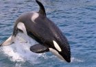 Tak Sekadar Sensasi, Munculnya Paus Orca di Maratua Bukti Kesehatan Ekosistem Laut Berau