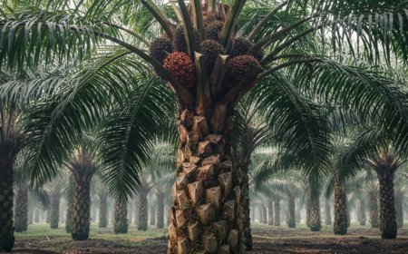 Skema Pajak Sawit 2026 Tetap Berlaku, Industri Diminta Patuhi Regulasi