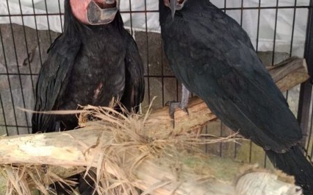 Kasus Perdagangan Satwa Langka Terungkap di Manado, Pelaku Berhasil Ditahan