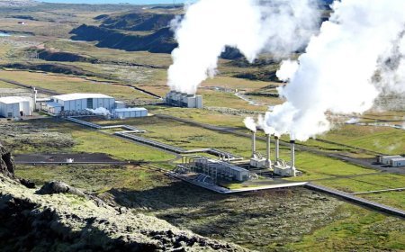 ​Pemerintah Diminta Cabut Konsesi Ormat, Pengamat: Jaga Kredibilitas RI Terhadap Palestina