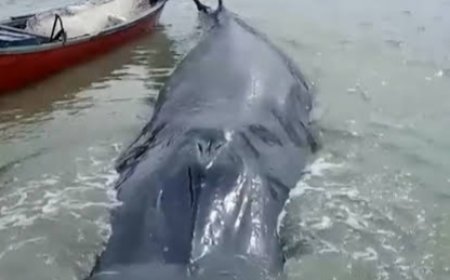 Paus Sepanjang 10 Meter Ditemukan Terdampar di Sungai Somor OKI, Kondisi Akhirnya Mati