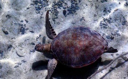 Teknologi Drone dan Kolaborasi Internasional Perkuat Perlindungan Penyu di Pulau Derawan