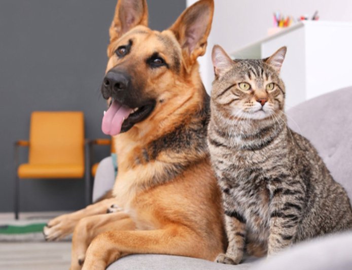 Pemprov Kaltim Larang Perdagangan Daging Anjing dan Kucing, Tegaskan Standar Keamanan Pangan