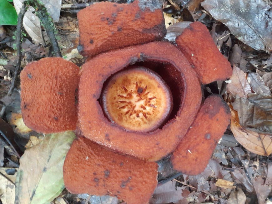 Terungkap dari Pedalaman Hutan Kaltim, Rafflesia Harjatii Resmi Jadi Spesies Baru Dunia