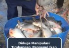Diduga Manipulasi Timbangan, Pengepul Ikan Bawal Diprotes Petani