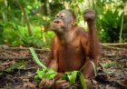 Lebaran Unik di Berau, Orang Utan Nikmati Ketupat dalam Program Rehabilitasi
