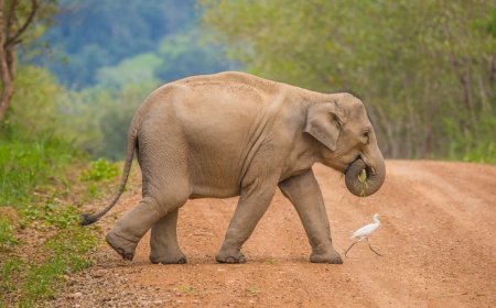 Kemenhut Target Pulihkan 80 Ribu Hektare Hutan Habitat Gajah di Seblat