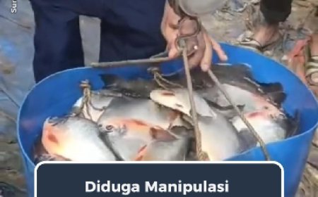 Diduga Manipulasi Timbangan, Pengepul Ikan Bawal Diprotes Petani
