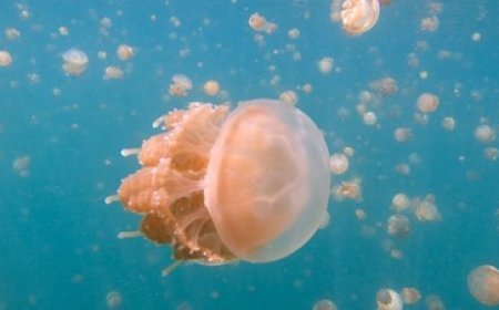 Mengenal Danau Kakaban, Surga Tersembunyi Jutaan Ubur-Ubur Tanpa Sengatan