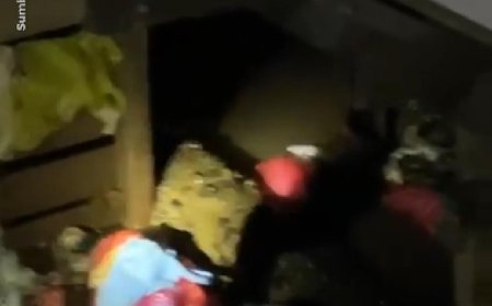 Buaya Muara Muncul di Kolong Rumah Warga di Kutai Timur