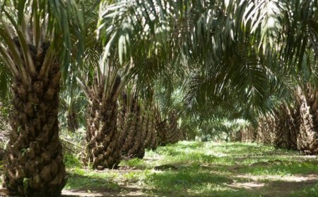 Sawit Tak Terbendung! Kuasai 95% Industri Perkebunan di Kalimantan Timur