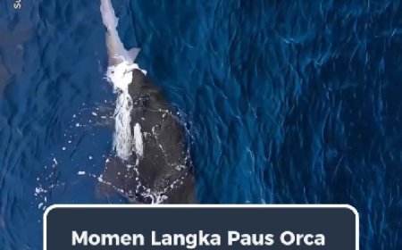 Momen Langka Orca Berburu Hiu Terekam di Perairan Maratua