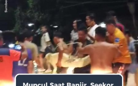 Buaya “Jalan Santai” di Jalan Raya Malinau, Warga Langsung Bertindak