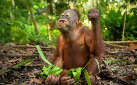 Lebaran Unik di Berau, Orang Utan Nikmati Ketupat dalam Program Rehabilitasi