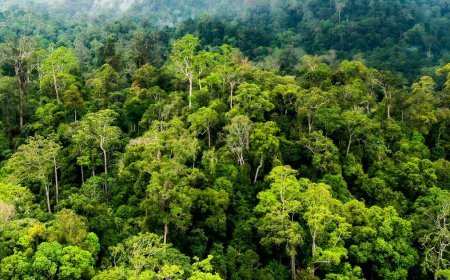 Puluhan Perusahaan Kehutanan Beroperasi, Aktivitas Sektor Ini Masih Dominan di Kaltim