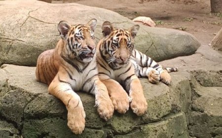 Dua Anak Harimau Benggala Mati, BBKSDA Jabar Ungkap Penyebab Infeksi Virus Mematikan