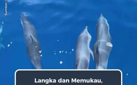 Langka dan Memukau, Lumba-Lumba Ikuti Pergerakan Kapal di Perairan Maratua