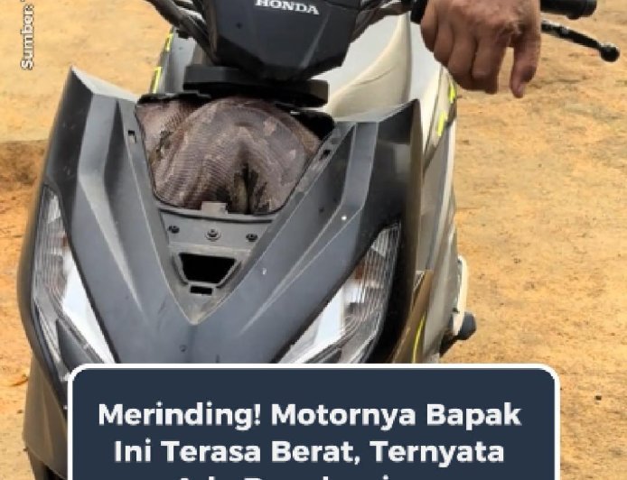 Motor Tiba-tiba Berat, Ular Besar Ditemukan Bersembunyi di Dalamnya