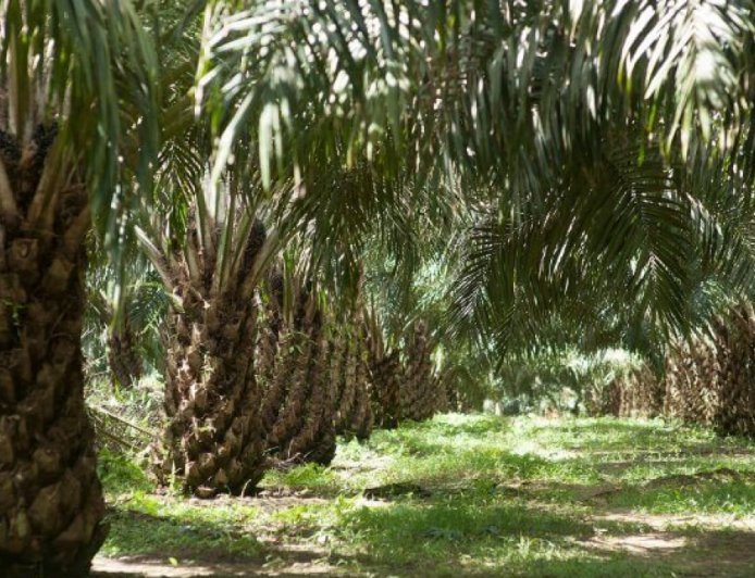 Sawit Tak Terbendung! Kuasai 95% Industri Perkebunan di Kalimantan Timur