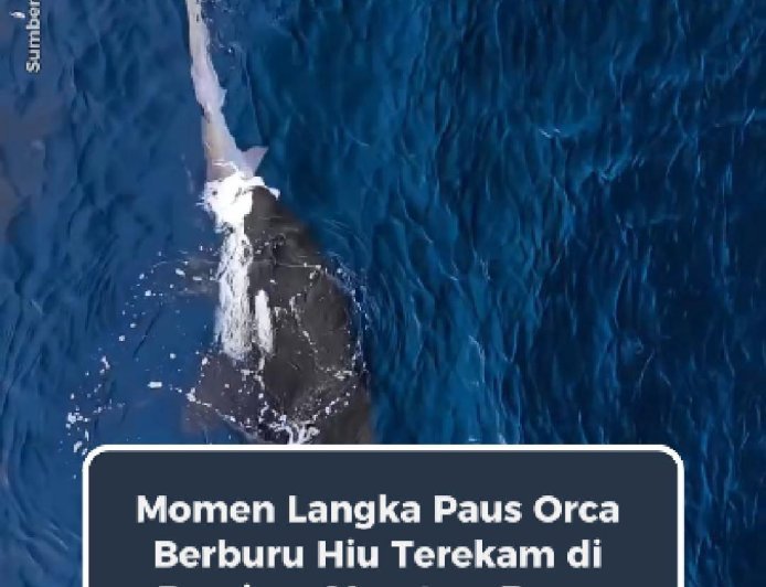 Momen Langka Orca Berburu Hiu Terekam di Perairan Maratua