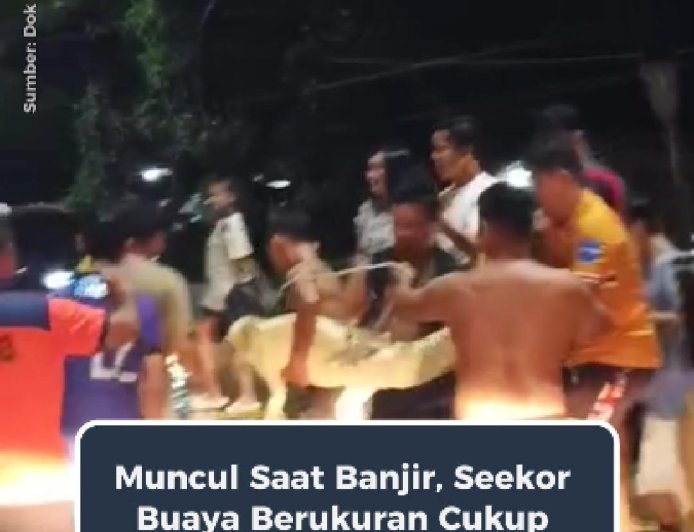 Buaya “Jalan Santai” di Jalan Raya Malinau, Warga Langsung Bertindak