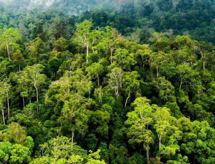 Puluhan Perusahaan Kehutanan Beroperasi, Aktivitas Sektor Ini Masih Dominan di Kaltim