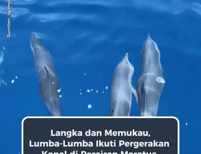 Langka dan Memukau, Lumba-Lumba Ikuti Pergerakan Kapal di Perairan Maratua