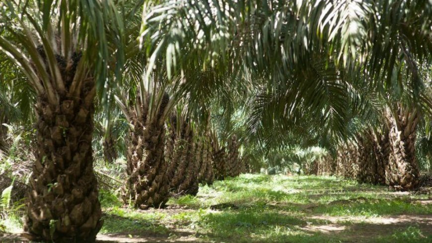 Sawit Tak Terbendung! Kuasai 95% Industri Perkebunan di Kalimantan Timur