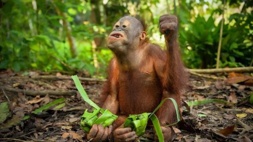 Lebaran Unik di Berau, Orang Utan Nikmati Ketupat dalam Program Rehabilitasi