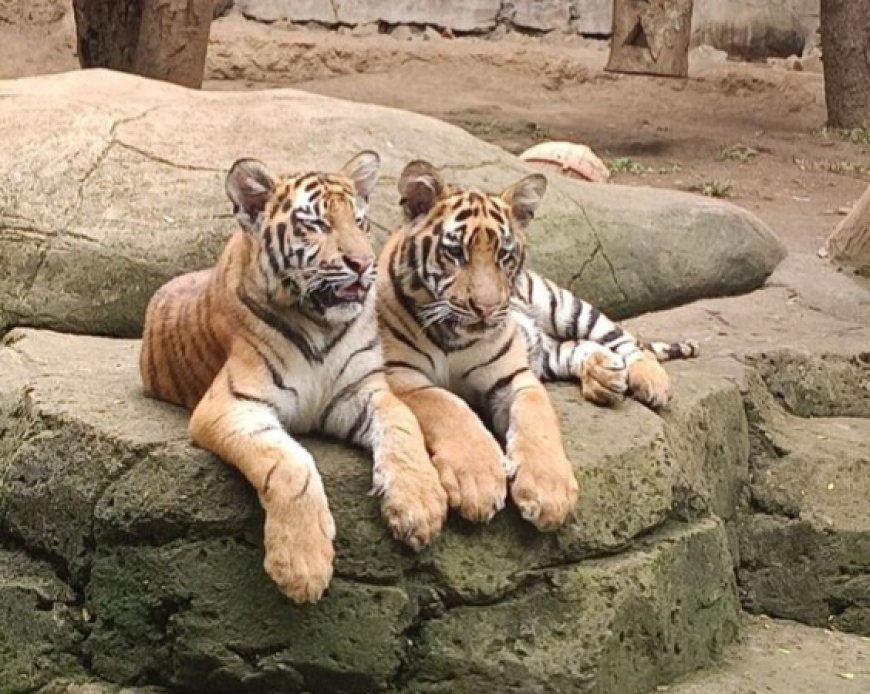 Dua Anak Harimau Benggala Mati, BBKSDA Jabar Ungkap Penyebab Infeksi Virus Mematikan