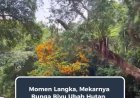 Momen Langka di Hutan Kalimantan, Mekarnya Bunga Biyu Ubah Tepian Sungai Jadi Pemandangan Tak Biasa